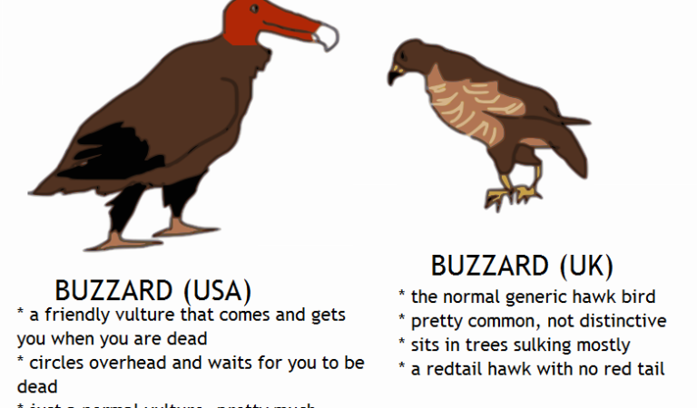 Birds explained